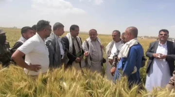 نجاح مزارعي ريمة في زراعة الزيتون بنسبة 100 خلال موسم واحد يعكس تحسّنًا غير مسبوق في الإنتاج الزراعي 1